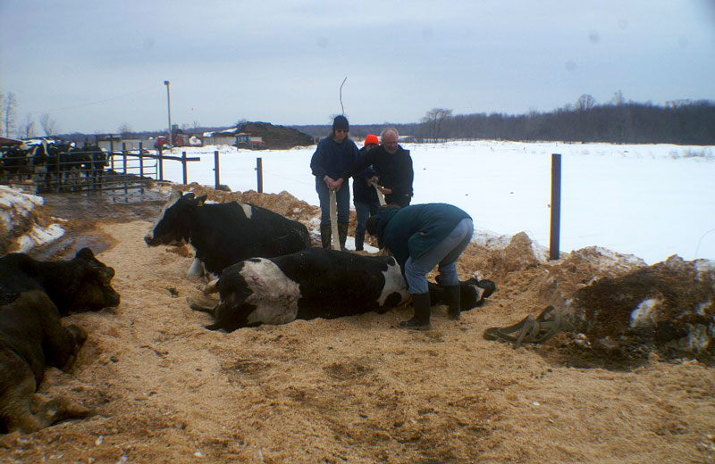 Emergency Response for Cattle - Cows